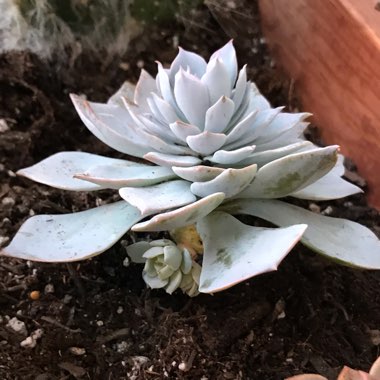 Echeveria Lilacina