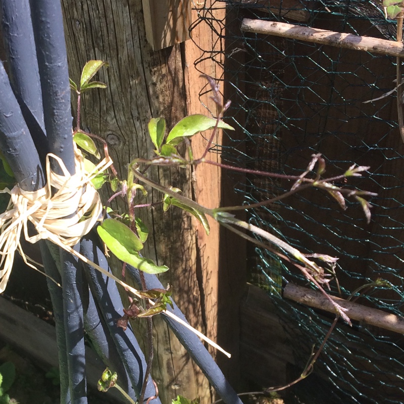 Plant image Clematis florida 'Alba plena'