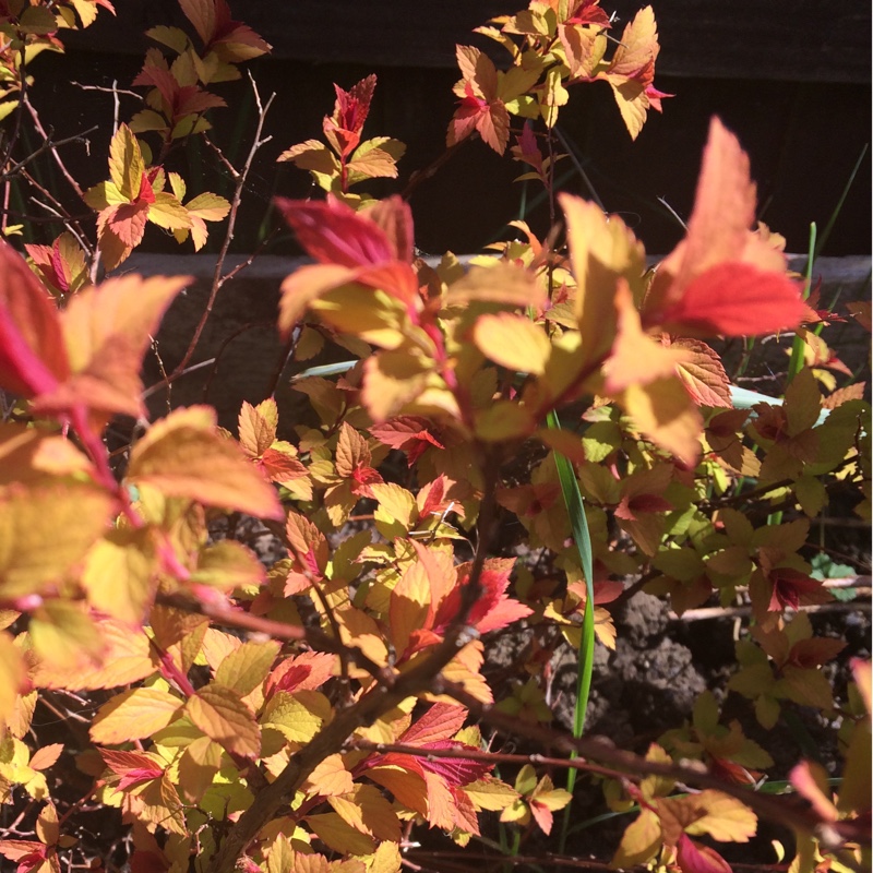 Plant image Spiraea japonica 'Magic Carpet'