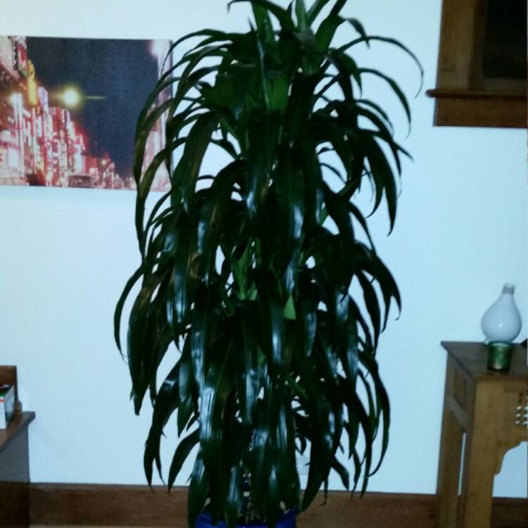 Plant image Dracaena fragrans 'Janet Craig' Compacta