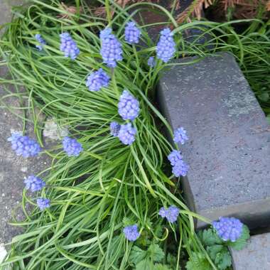 Grape Hyacinth (Species) Armenian Grape Hyacinth