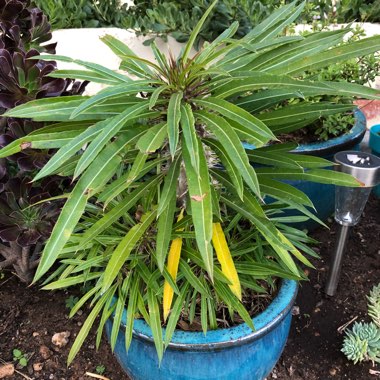 Pachypodium lamerei