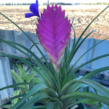 Pink Quill Plant