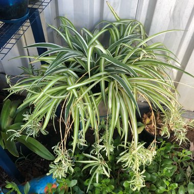 Spider Plant 'Vittatum'