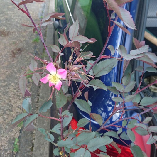 Plant image Rosa glauca syn. Rosa rubrifolia, Rosa ferruginea