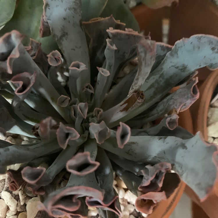 Plant image Echeveria Pinky Trumpet