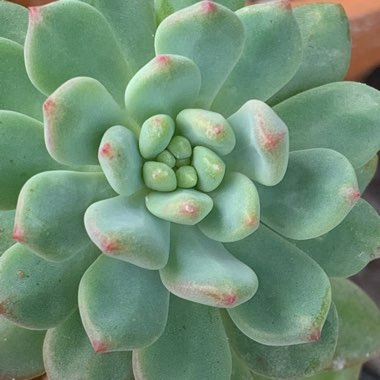 Graptopetalum Pachyphyllum