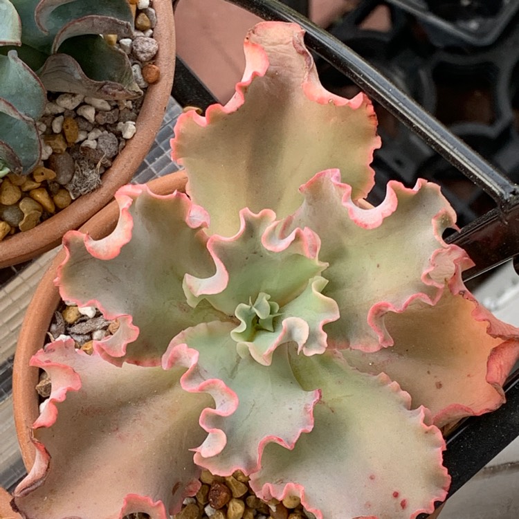 Plant image Echeveria Crinoline