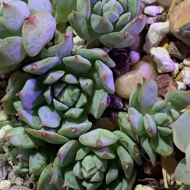 Plant image Echeveria Derenbergii