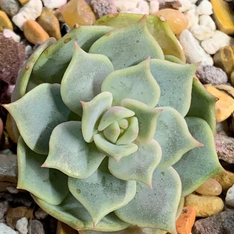 Plant image Echeveria Halbingeri