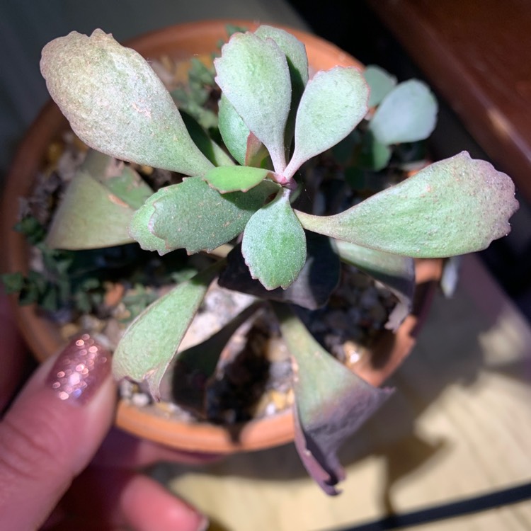 Plant image Kalanchoe 'Sexangularis'