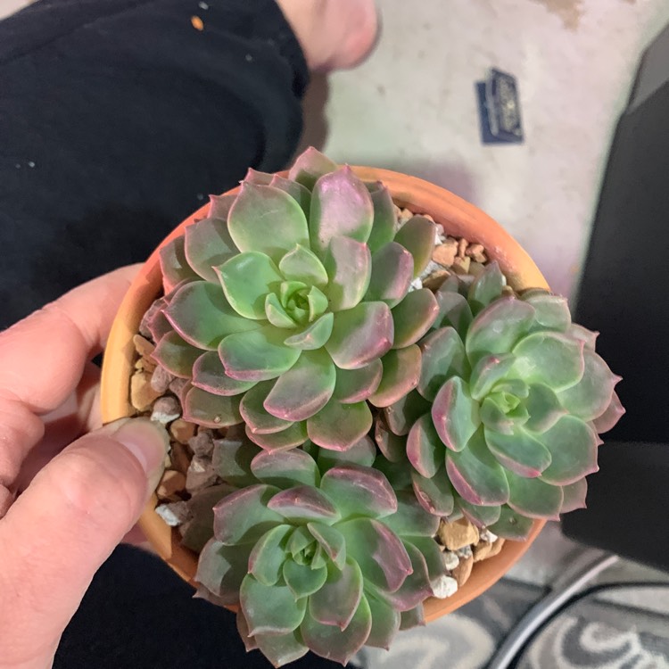 Plant image Echeveria Elfstone