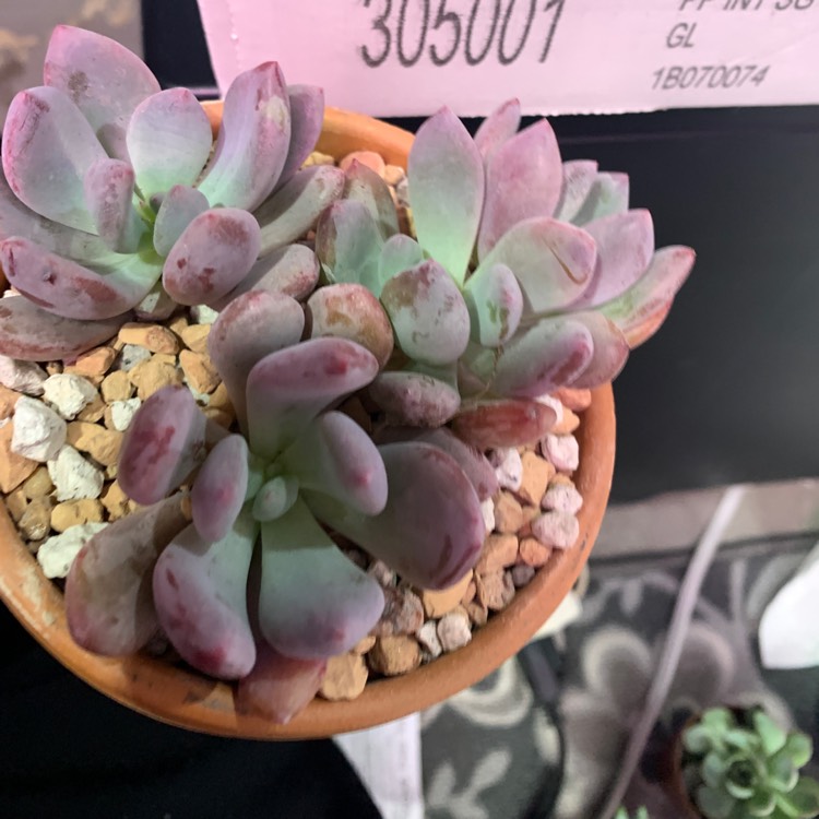 Plant image x Pachyveria Royal Flush