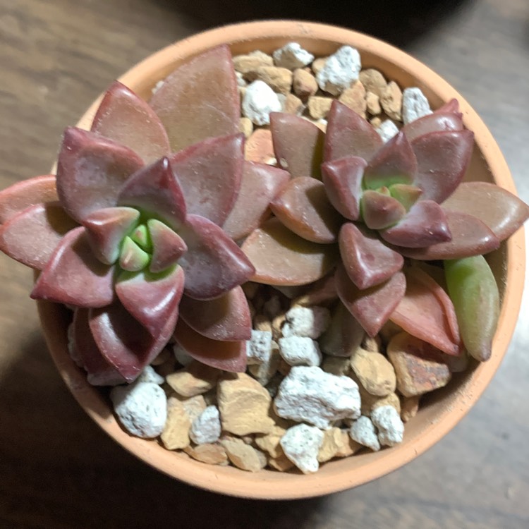 Plant image Graptoveria Vera Higgins