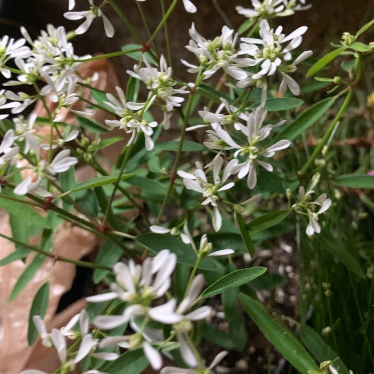 Plant image Euphorbia hypericifolia 'Diamond Frost'