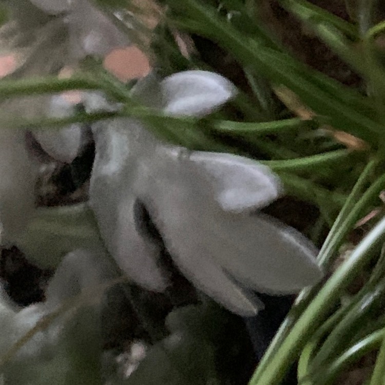 Plant image Artemisia stelleriana 'Silver Brocade'