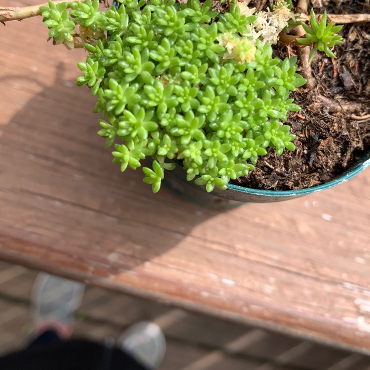 Plant image Sedum Pallidum