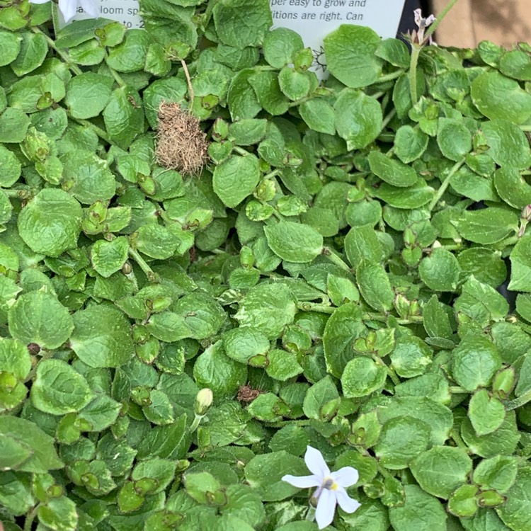 Plant image Isotoma fluviatilis 'Blue Star'