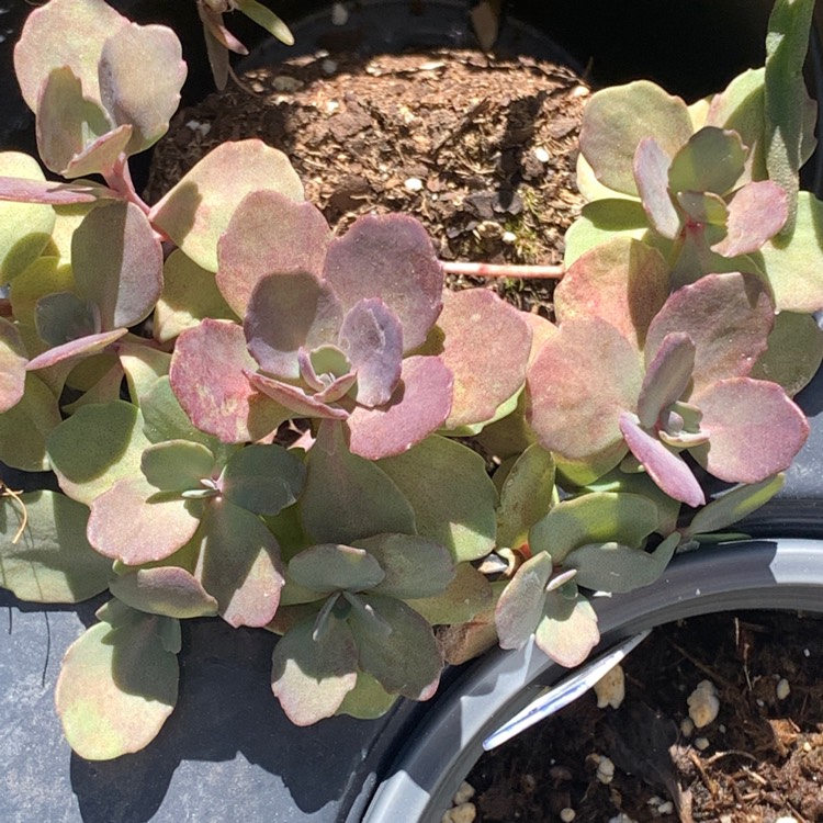 Plant image Sedum Sunsparkler 'Plum Dazzled'