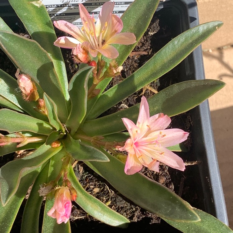 Plant image Lewisia 'Little Peach' (Little Series)