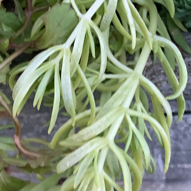 Plant image Sedum rupestre 'Lemon Balls'