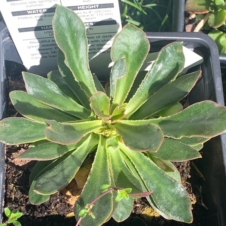 Plant image Lewisia cotyledon 'Sunset'