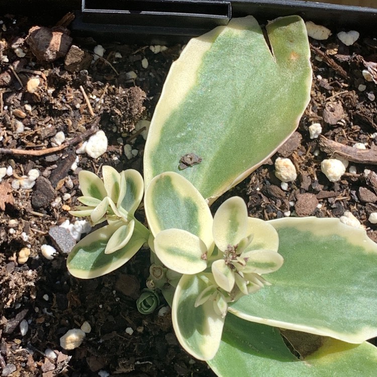 Plant image Sedum 'Frosted Fire'