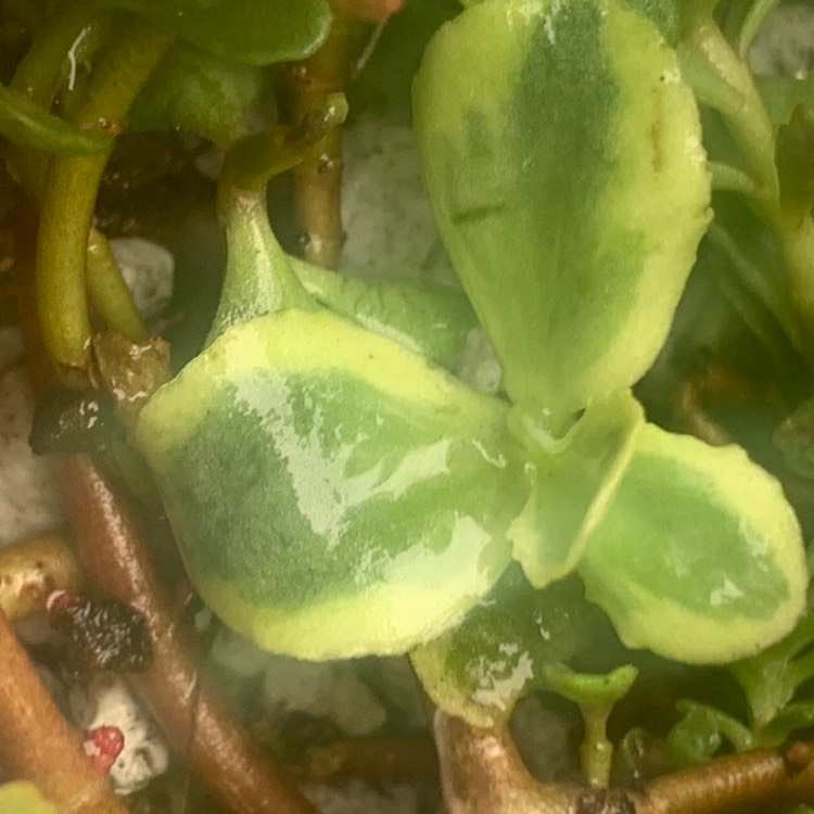 Plant image Sedum Lime Twister