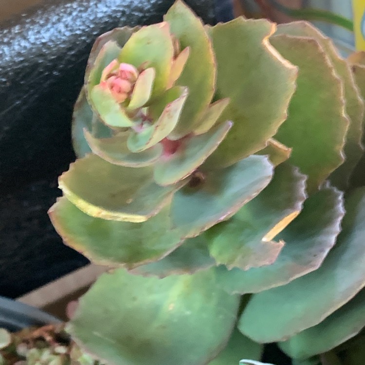 Plant image Sedum Thunderhead