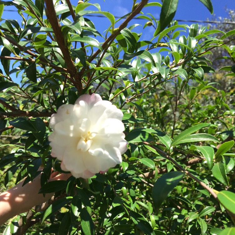 Plant image Camellia sasanqua 'Paradise Blush'