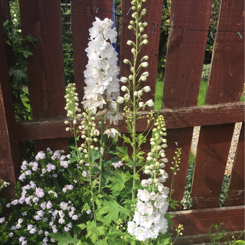 Plant image Delphinium elatum 'Butterball'