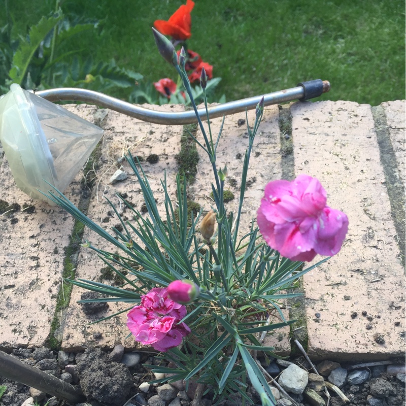 Plant image Dianthus 'Devon Xera 'Firestar'