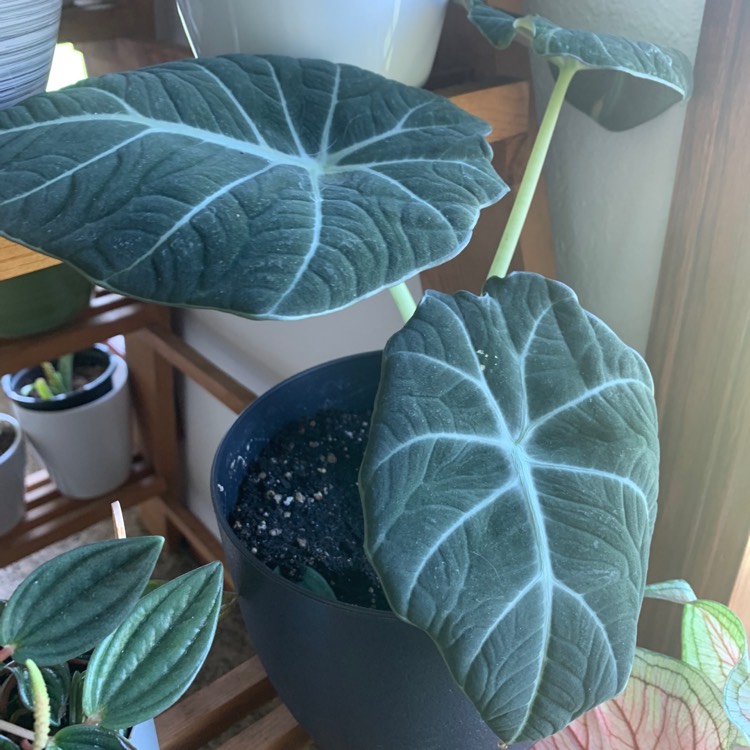 Plant image Alocasia reginula