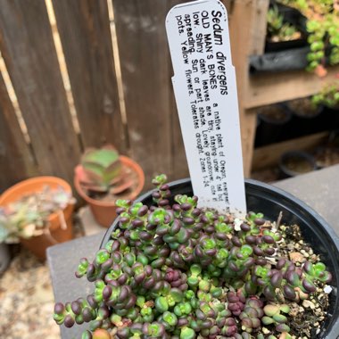 Sedum Divergens