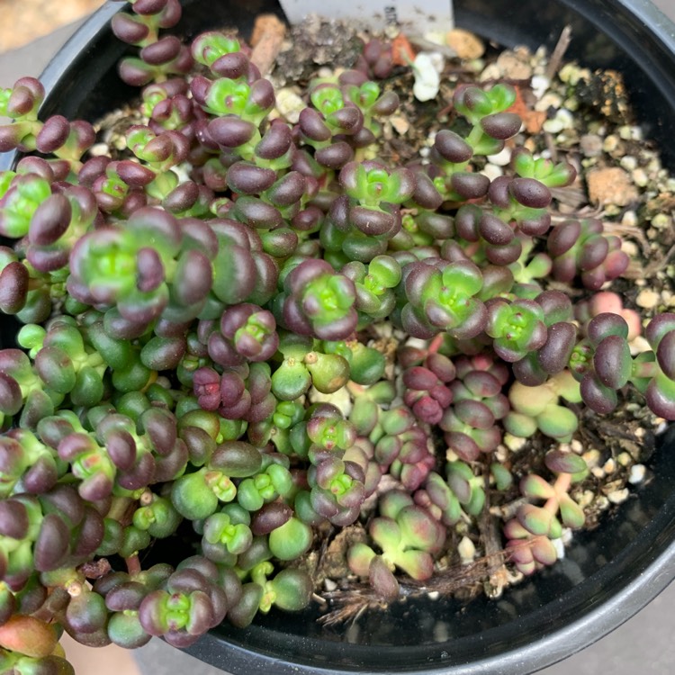 Plant image Sedum Divergens