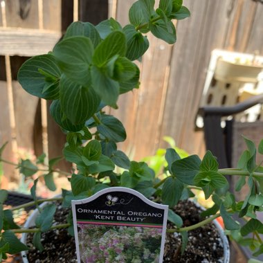 Origanum Rotundifolium 'Kent Beauty'