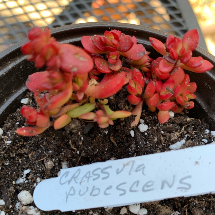 Plant image Crassula pubescens subsp. radicans 'Red Carpet'