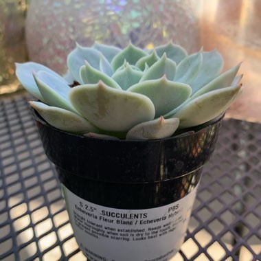 Echeveria Fleur Blanc