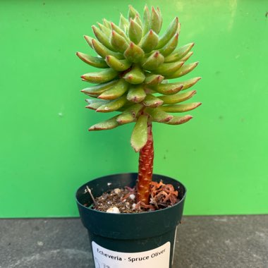 Echeveria Spruce Oliver