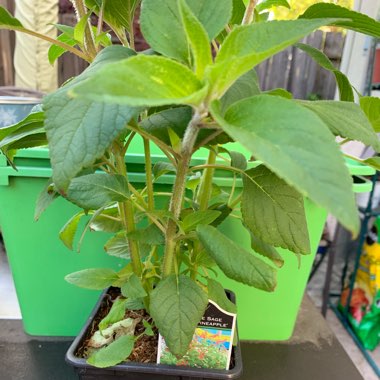 Salvia elegans 'Pineapple Sage'