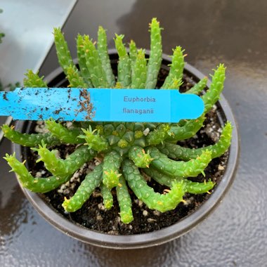 Euphorbia Flanaganii