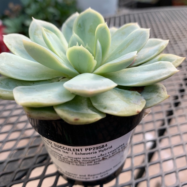 Plant image Echeveria Arctic Ice