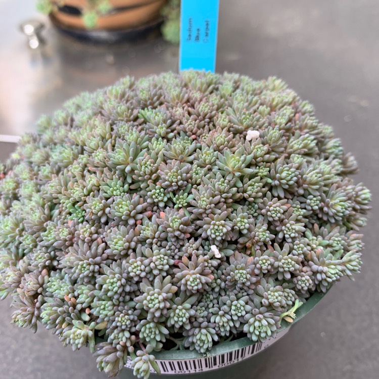 Plant image Sedum hispanicum