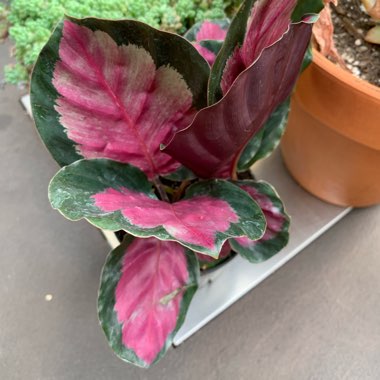 Calathea Roseopicta 'Rosy'