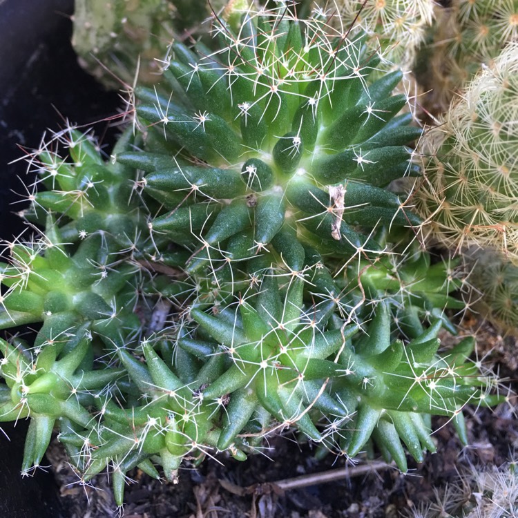 Plant image Mammillaria longimamma