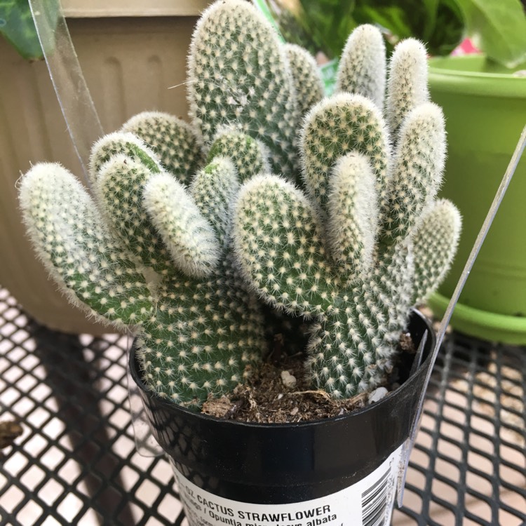 Plant image Opuntia microdasys albata