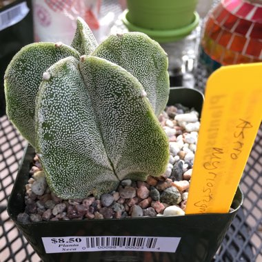 Astrophytum myriostigma