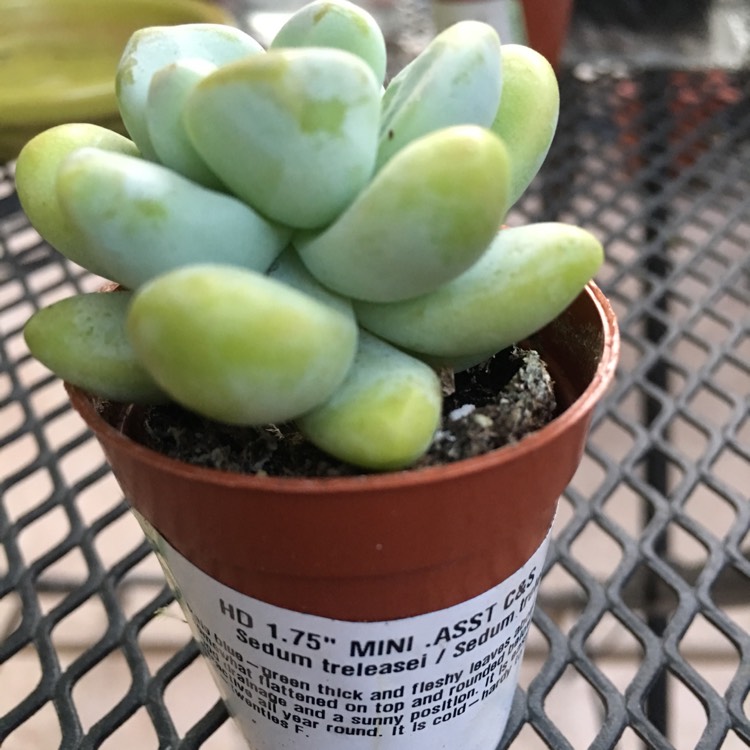 Plant image Sedum treleasei