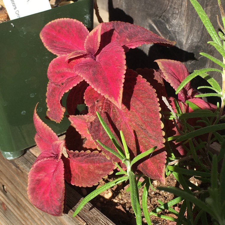 Plant image Solenostemon scutellarioides 'Pas2032' (Wizard Series) syn. Solenostemon scutellarioides 'Wizard Velvet Red'