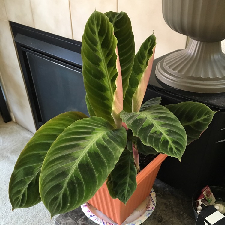 Plant image Calathea warscewiczii